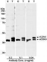 CSN3 Antibody in Western Blot (WB)