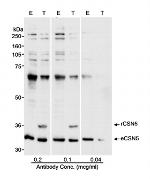 CSN5 Antibody in Western Blot (WB)