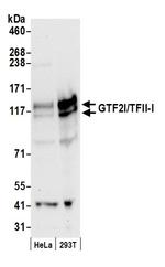 GTF2I/TFII-I Antibody in Western Blot (WB)