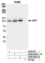 USP7 Antibody in Immunoprecipitation (IP)