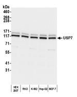 USP7 Antibody in Western Blot (WB)