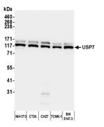 USP7 Antibody in Western Blot (WB)