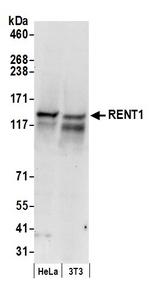 RENT1 Polyclonal Antibody