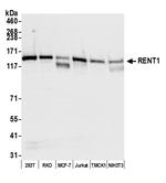 RENT1 Polyclonal Antibody