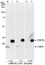 CSN7b Antibody in Western Blot (WB)