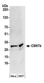 CSN7b Polyclonal Antibody