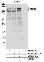 MDC1 Antibody in Immunoprecipitation (IP)