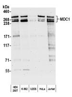 MDC1 Polyclonal Antibody