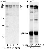 MDC1 Antibody in Western Blot (WB)