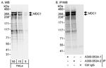 MDC1 Antibody in Western Blot (WB)