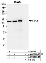 SMC3 Antibody in Immunoprecipitation (IP)