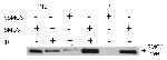Phospho-SMC3 (Ser383) Antibody in Immunoprecipitation (IP)