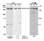 SMC4 Polyclonal Antibody
