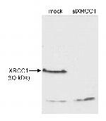 XRCC1 Polyclonal Antibody