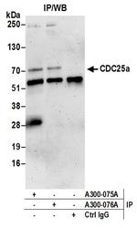 CDC25a Antibody in Immunoprecipitation (IP)