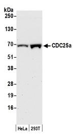 CDC25a Polyclonal Antibody