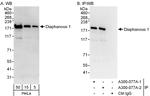 Diaphanous 1 Polyclonal Antibody