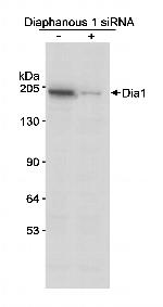 Diaphanous 1 Antibody in Western Blot (WB)
