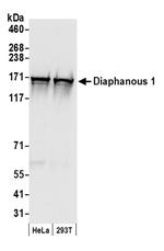 Diaphanous 1 Antibody in Western Blot (WB)