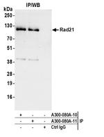 Rad21 Antibody in Immunoprecipitation (IP)