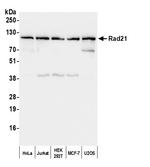 Rad21 Polyclonal Antibody