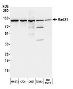 Rad21 Antibody in Western Blot (WB)