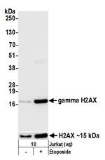 Phospho-gamma-H2AX (Ser139) Antibody in Western Blot (WB)