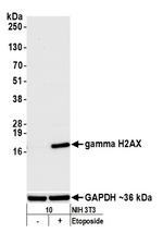 Phospho-gamma-H2AX (Ser139) Antibody in Western Blot (WB)