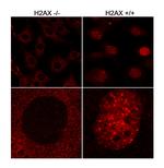 H2AX Antibody in Immunocytochemistry (ICC/IF)