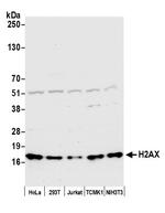H2AX Antibody in Western Blot (WB)