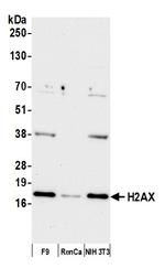 H2AX Antibody in Western Blot (WB)