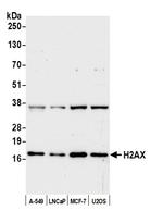 H2AX Antibody in Western Blot (WB)