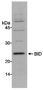 BID Polyclonal Antibody