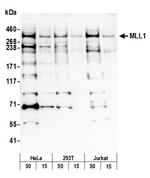 MLL1 Polyclonal Antibody