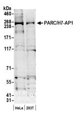 PARC/H7-AP1 Polyclonal Antibody
