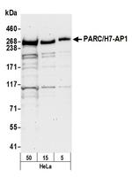 PARC/H7-AP1 Polyclonal Antibody
