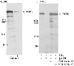 PARC/H7-AP1 Polyclonal Antibody