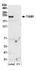 TIAM1 Polyclonal Antibody