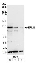 EPLIN Polyclonal Antibody