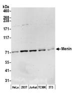 Menin Polyclonal Antibody