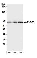 RbBP5 Polyclonal Antibody