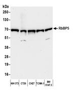 RbBP5 Antibody in Western Blot (WB)
