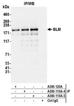 BLM Antibody in Immunoprecipitation (IP)
