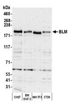 BLM Antibody in Western Blot (WB)