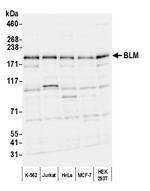 BLM Polyclonal Antibody