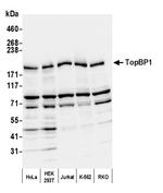 TopBP1 Polyclonal Antibody
