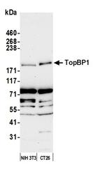 TopBP1 Antibody in Western Blot (WB)