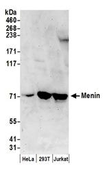 Menin Polyclonal Antibody