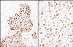 Phospho-MCM2 (Ser41) Polyclonal Antibody