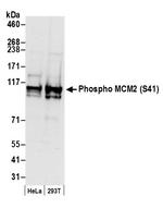 Phospho-MCM2 (Ser41) Antibody in Western Blot (WB)
